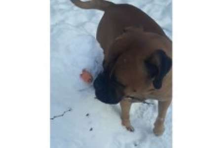 Mon chien et son labyrinthe de neige