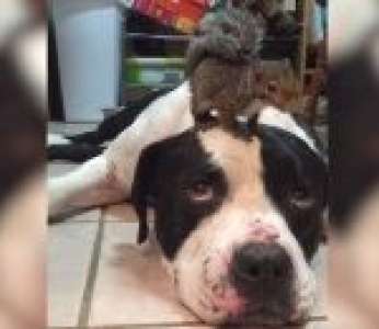 Un chien grogne contre un chat pour protéger son ami l'écureuil