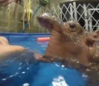 Un bébé hippopotame dans l'eau passe à l'attaque (Zoo de Cincinnati)
