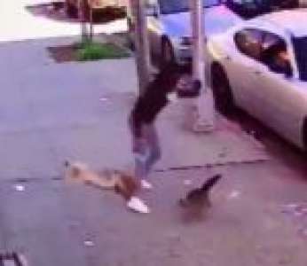 Une femme essaie de protéger son chien en laisse d'une attaque de chat