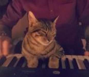 Un musicien joue du piano avec un adorable chat sur les jambes