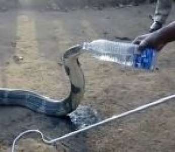 Un cobra royal assoiffé boit à la bouteille (Inde)