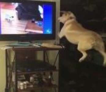Un chien veut jouer avec d'autres chiens qu'il voit à la télévision