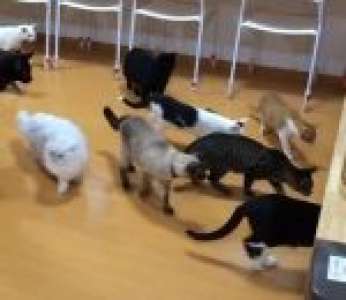Des chats curieux voient un robot nettoyeur pour la première fois (Japon)