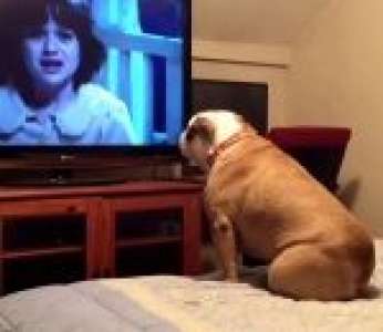 Un chien regarde un film d'horreur et aboie quand il y a du danger