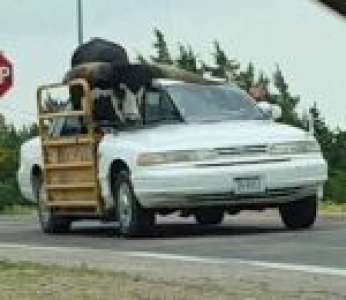 Un homme transporte une vache Texas Longhorn en voiture (États-Unis)