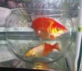 Que se passe-t-il quand on met un bocal avec des poissons rouges dans un aquarium ?