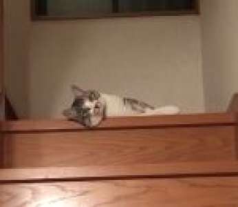 Un chat a la flemme de descendre les escaliers