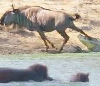 Un hippopotame vient à la rescousse d'un gnou en difficulté face à un crocodile
