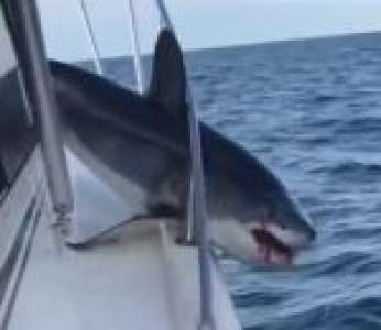 Un requin mako est bloqué sur un bateau de pêche (États-Unis)
