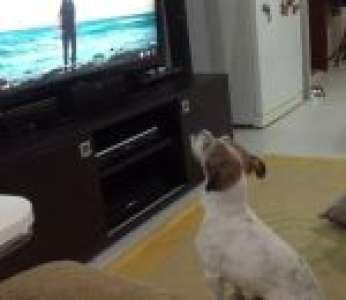 Un chien adore écouter la chanson « Despacito » et il le fait savoir