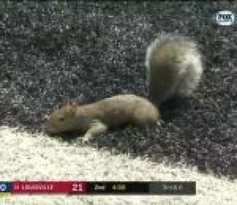 Un écureuil fait un touchdown pendant un match de football américain
