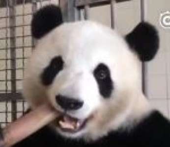 Avez-vous déjà vu un panda en train de manger des pousses de bambou ?