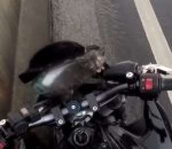 Un motard sauve la vie d’un chaton sur une route (Thaïlande)