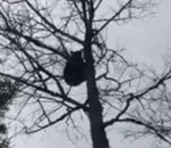 Perché dans un arbre, un ours fait caca sur un chasseur