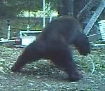 Un ours se fouette l'entrejambe avec un tuyau en se grattant le dos