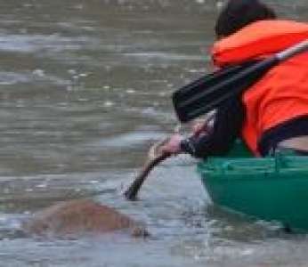 Des chasseurs à courre poursuivent un cerf dans une rivière pour l'achever