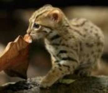 Le Chat rubigineux, l'un des plus petits félins du monde