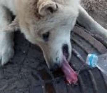 Un chien avec la langue collée à une plaque d'égout à cause du froid (Russie)