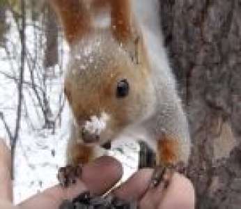 Des écureuils et des oiseaux se nourrissent dans la main d'un homme dans une forêt