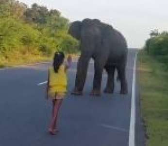 Une petite fille maitrise un éléphant sauvage