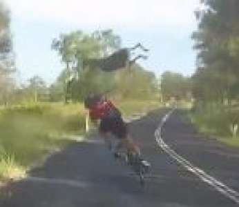 Un kangourou percute une cycliste en traversant une route (Australie)