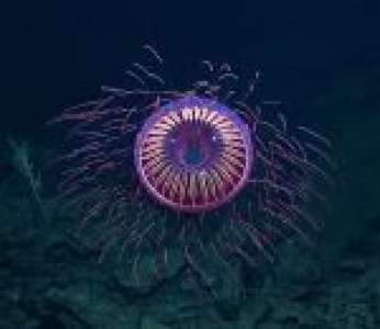 L'équipe du Nautilus filme une drôle de méduse qui ressemble à un feu d'artifice
