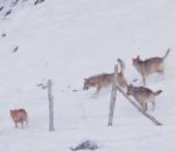 Des loups attaquent un chien dans les Abruzzes en Italie