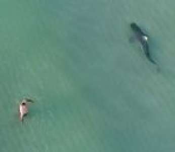 Un drone filme un requin-tigre qui passe à côté de nageurs sur une plage de Miami