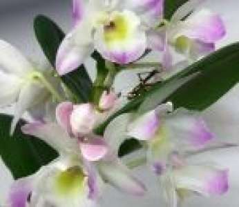 Une orchidée attrape et mange un criquet