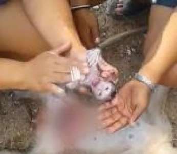 Une femme fait une césarienne sur une maman singe morte (Thaïlande)