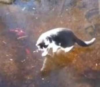 Un chat essaie d'attraper des poissons sous la glace