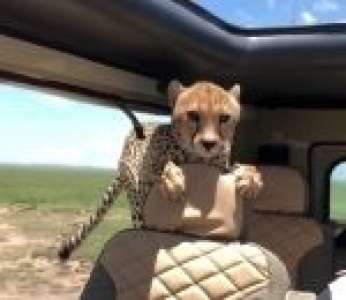En allant faire un safari, cet homme ne pensait pas voir un guépard d'aussi près