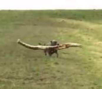 Un chien rapporte un super bâton à son maitre