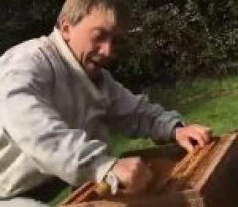 Un apiculteur pousse un coup de gueule contre les pesticides