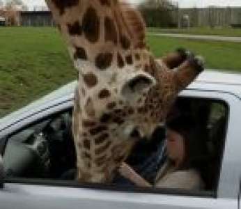 Elle bloque la tête d'une girafe en fermant la vitre de sa voiture