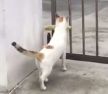 Un chat veut franchir un portail avec un épi de maïs dans la gueule