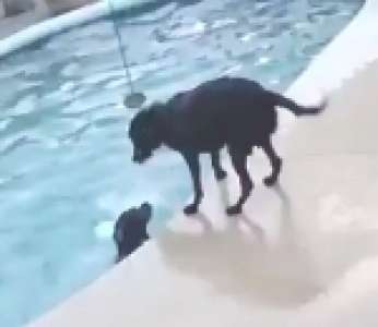 Un chien sauve son ami qui n'arrive pas à sortir d'une piscine
