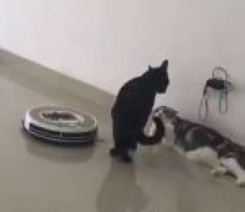 Quand un chat en pleine discussion est dérangé par un Roomba