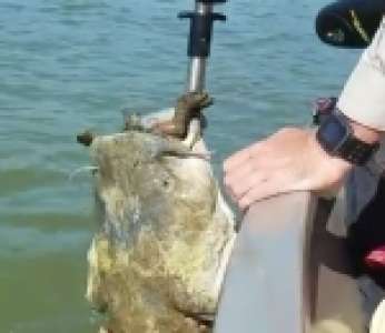 Le sauvetage d'un silure avec une tortue coincée dans la gueule (États-Unis)