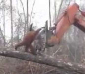 Un orang-outan attaque un bulldozer qui détruit sa forêt (Île de Bornéo)