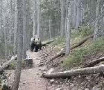 Un couple de randonneurs australiens tombe nez à nez avec un grizzly (Canada)