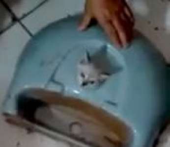 Le sauvetage d'un chaton avec la tête coincée dans un lavabo (Portugal)