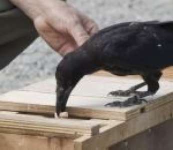 Des corbeaux dressés pour ramasser les détritus des visiteurs au Puy du Fou