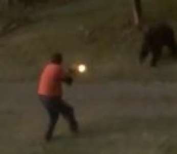 Un grizzly charge un homme armé d'un fusil sur une propriété (Canada)