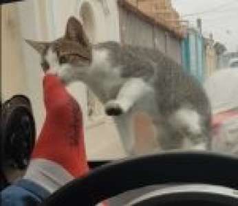 Un automobiliste est victime du karma en voulant faire peur à un chat