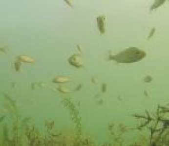 Des poissons curieux observent un drone tombé dans un lac (Suisse)