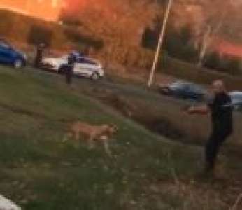 Des policiers tirent sur un chien errant à L’Isle-d’Abeau (Isère)