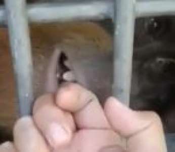 Ne pas approcher sa main d'un singe dans un zoo
