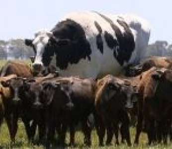 Un bœuf géant mesurant 1,93 mètre et pesant près de 1400 kilos (Australie)